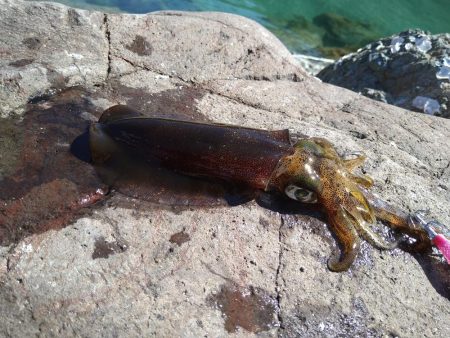 秋イカとしては自己記録